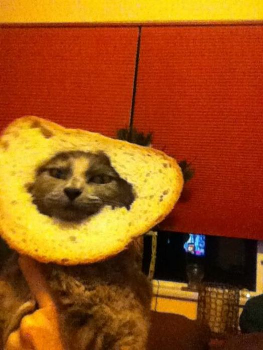 Bread on Cat (60 pics)