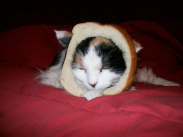 Bread on Cat (60 pics)