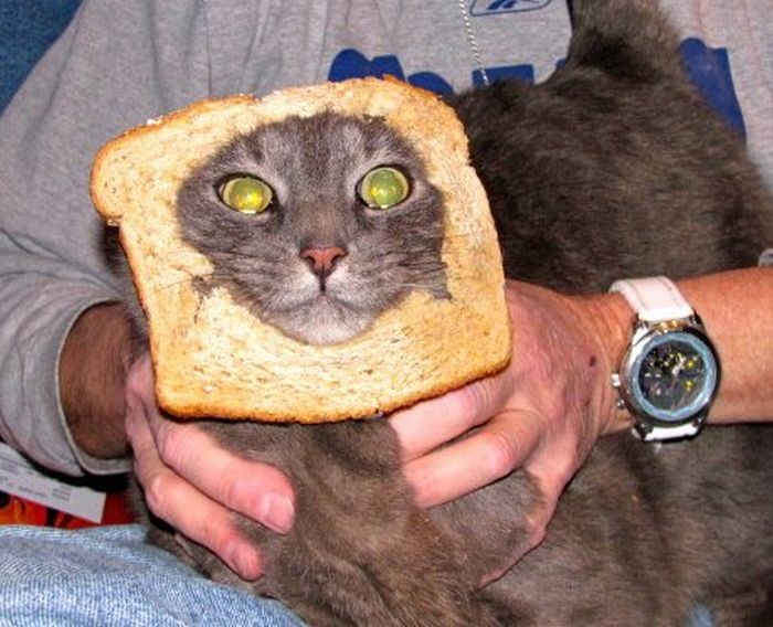 Bread on Cat (60 pics)