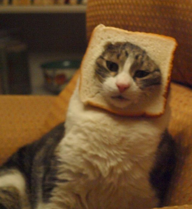 Bread on Cat (60 pics)