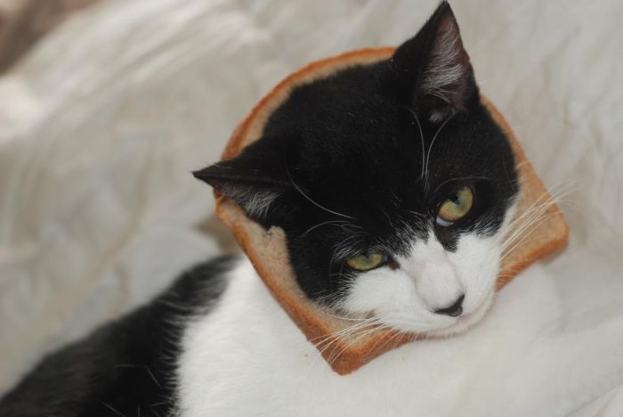 Bread on Cat (60 pics)