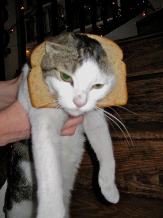 Bread on Cat (60 pics)