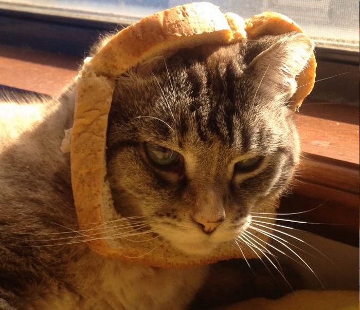 Bread on Cat (60 pics)