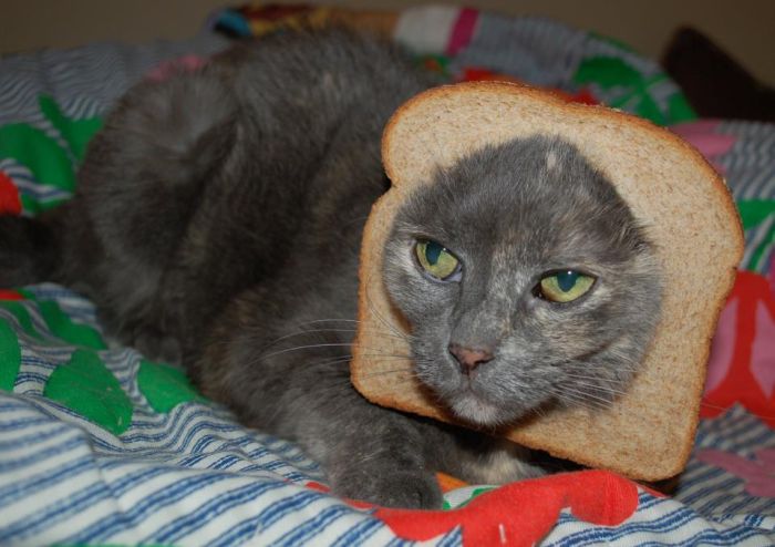 Bread on Cat (60 pics)