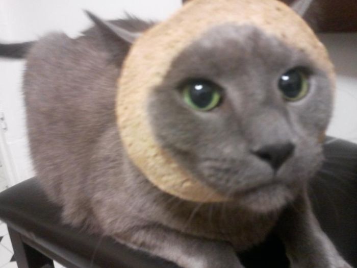 Bread on Cat (60 pics)