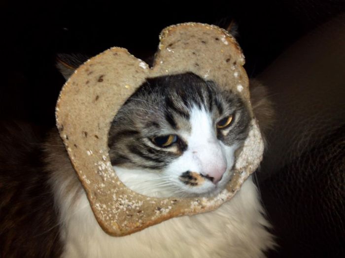 Bread on Cat (60 pics)