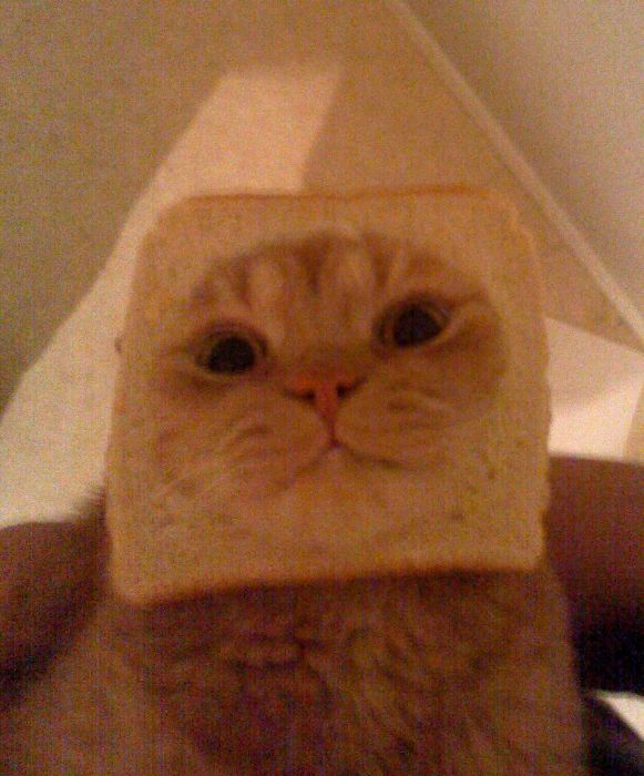 Bread on Cat (60 pics)