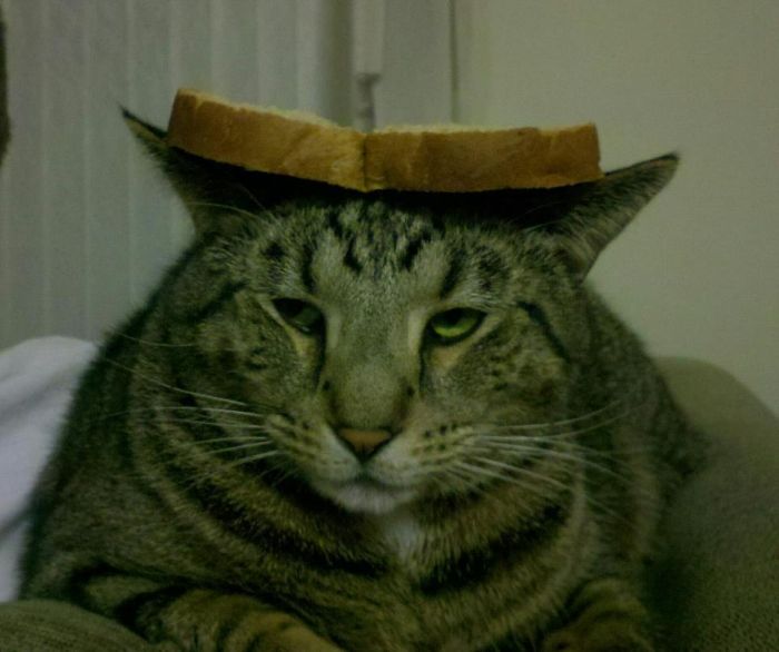 Bread on Cat (60 pics)