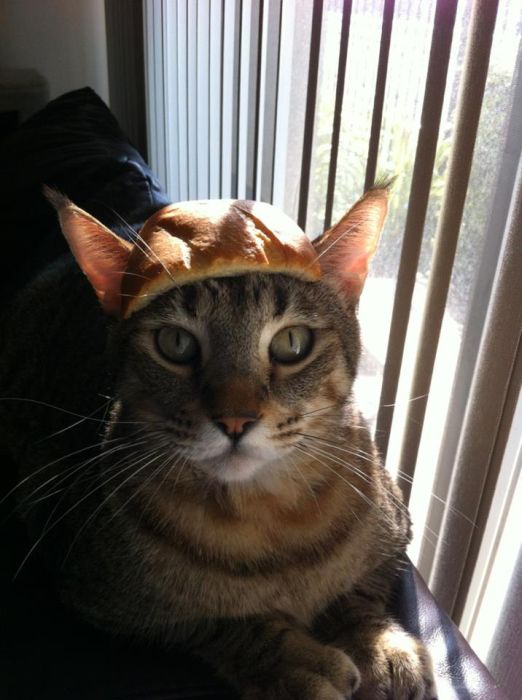 Bread on Cat (60 pics)