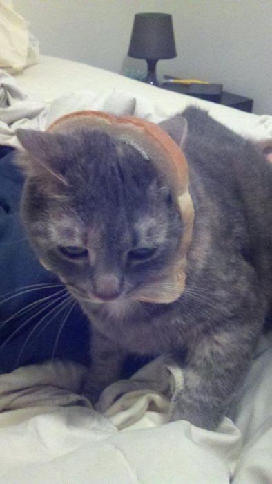 Bread on Cat (60 pics)