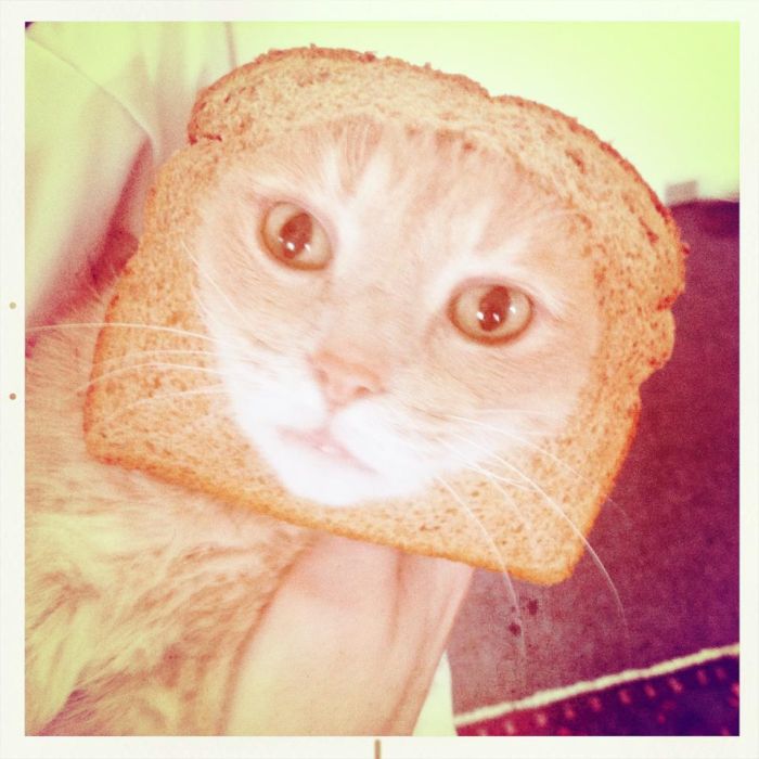 Bread on Cat (60 pics)