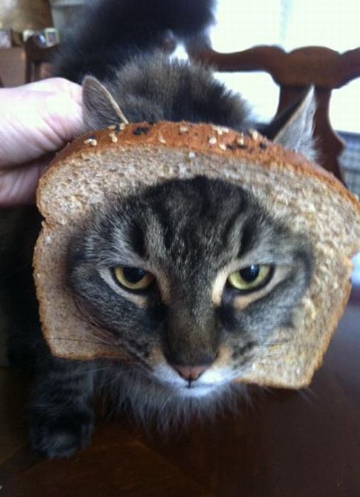 Bread on Cat (60 pics)