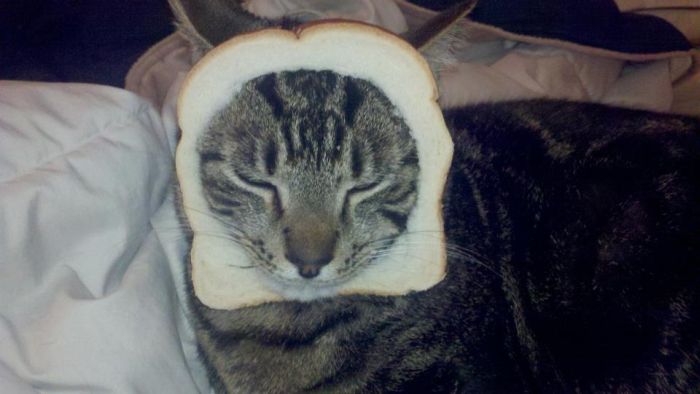 Bread on Cat (60 pics)