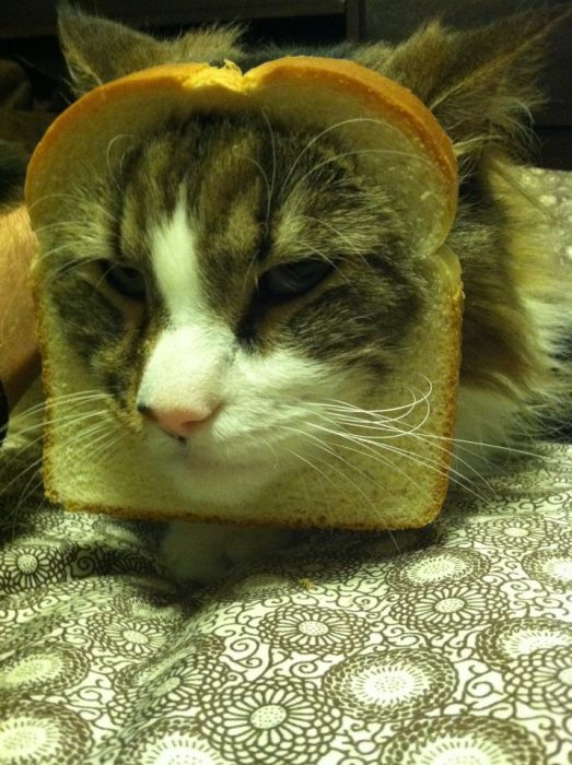 Bread on Cat (60 pics)