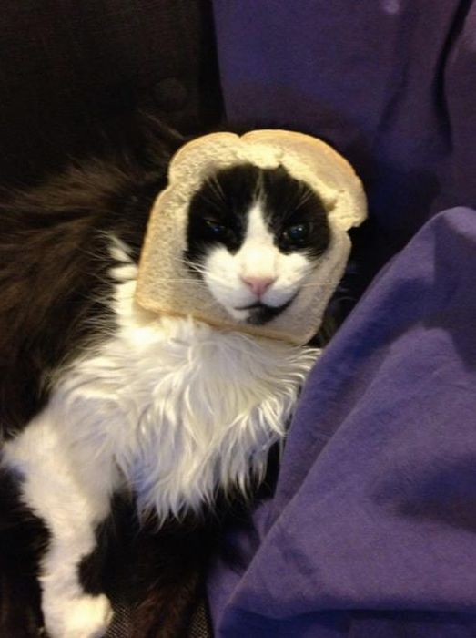 Bread on Cat (60 pics)