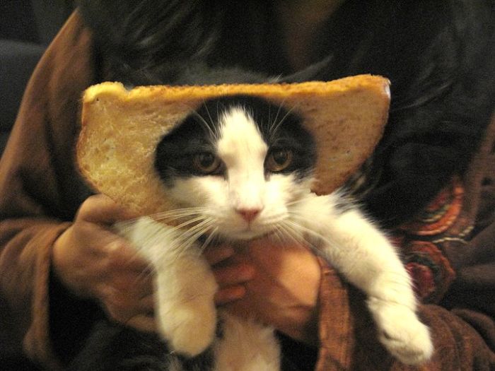 Bread on Cat (60 pics)