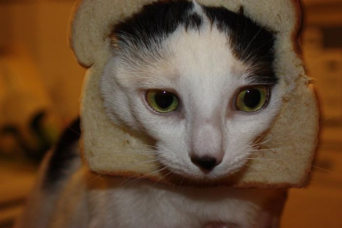 Bread on Cat (60 pics)