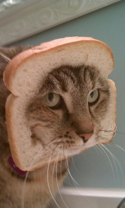 Bread on Cat (60 pics)