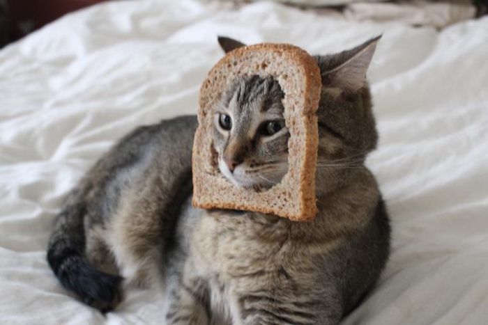 Bread on Cat (60 pics)