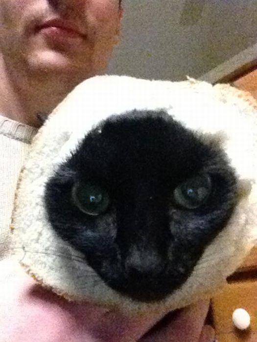 Bread on Cat (60 pics)