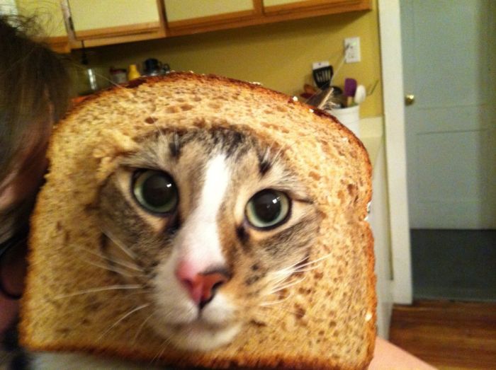 Bread on Cat (60 pics)