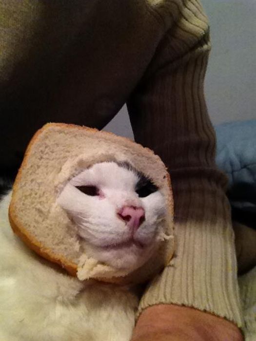 Bread on Cat (60 pics)