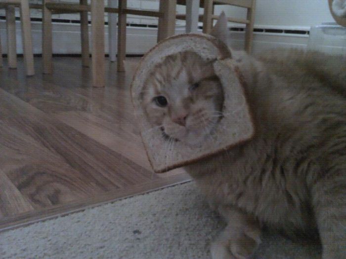 Bread on Cat (60 pics)