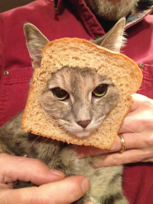 Bread on Cat (60 pics)