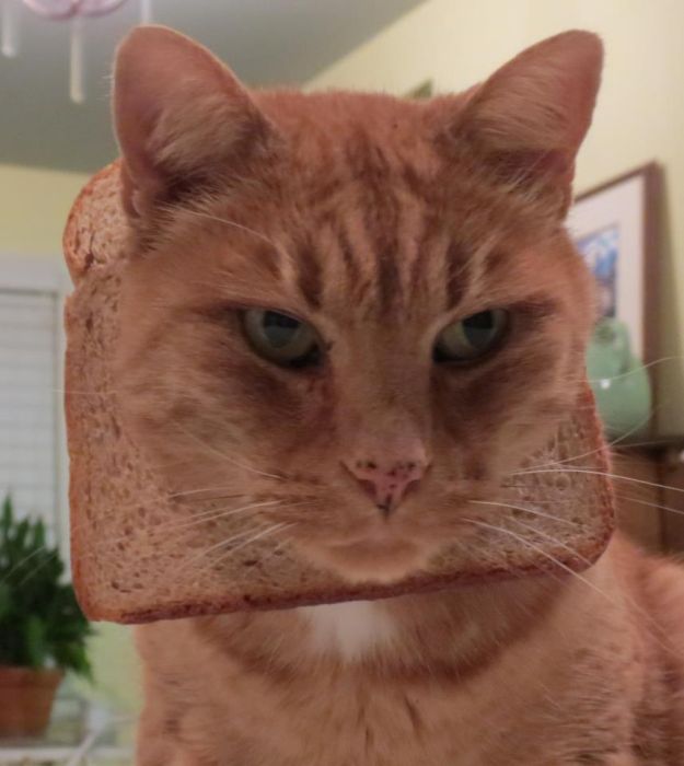 Bread on Cat (60 pics)