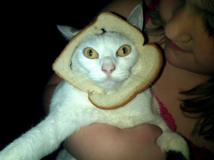 Bread on Cat (60 pics)