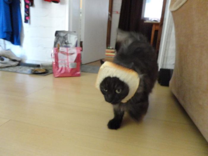 Bread on Cat (60 pics)