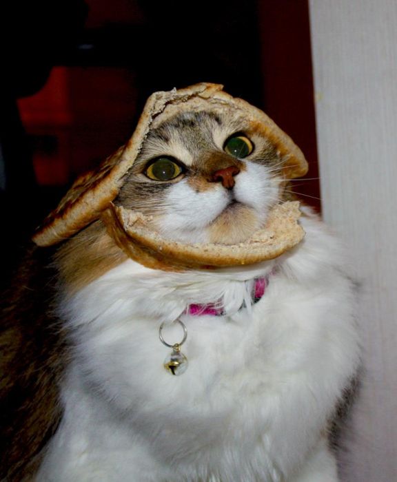 Bread on Cat (60 pics)