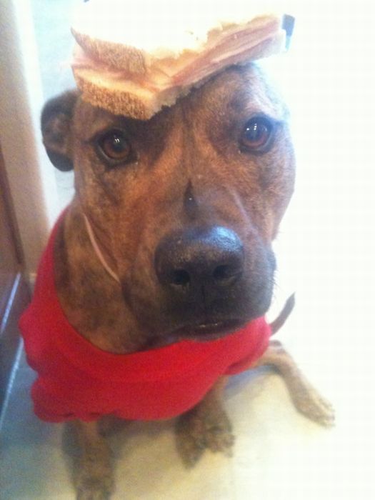 Food on My Dog (59 pics)