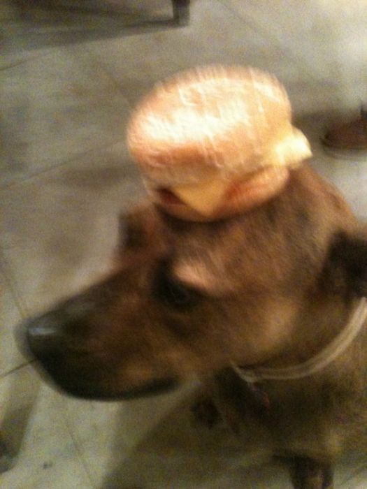 Food on My Dog (59 pics)