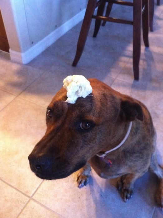 Food on My Dog (59 pics)