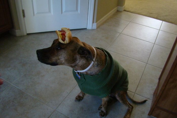 Food on My Dog (59 pics)