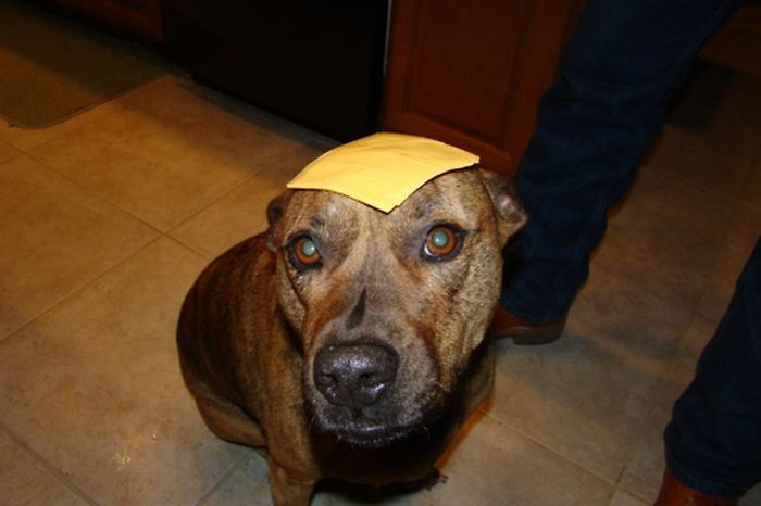 Food on My Dog (59 pics)