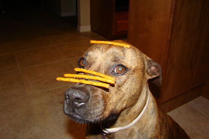 Food on My Dog (59 pics)