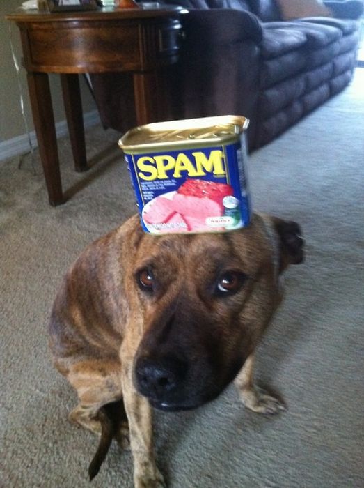 Food on My Dog (59 pics)