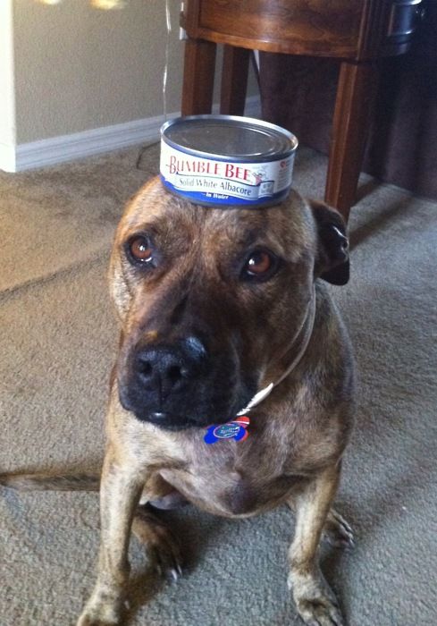 Food on My Dog (59 pics)