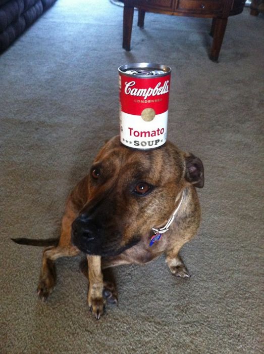 Food on My Dog (59 pics)