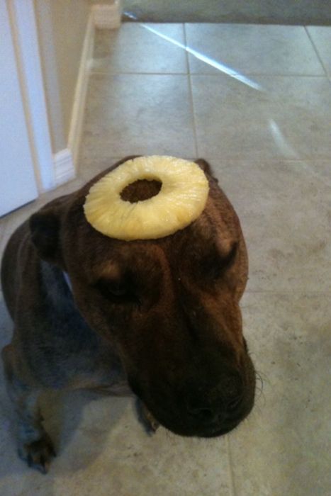 Food on My Dog (59 pics)