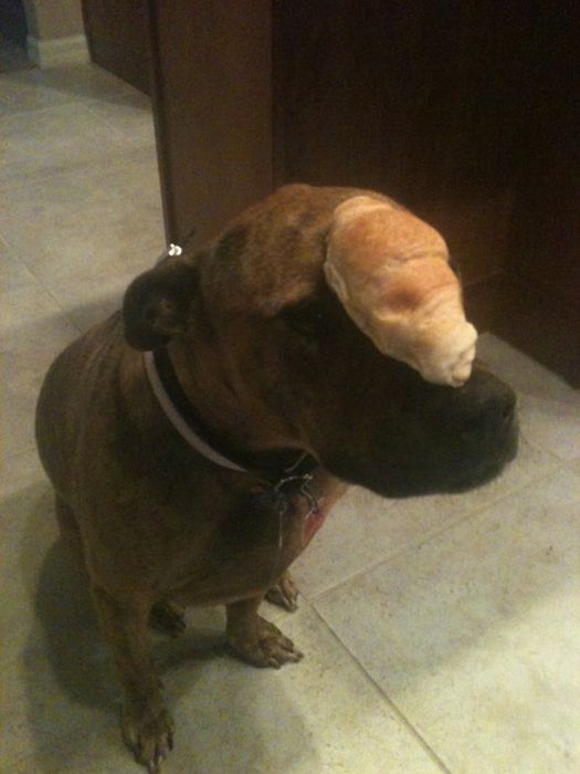 Food on My Dog (59 pics)