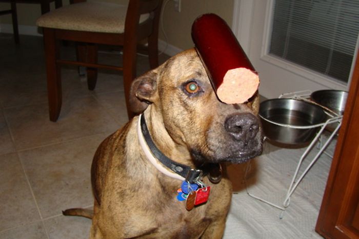 Food on My Dog (59 pics)