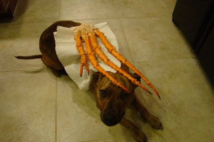 Food on My Dog (59 pics)