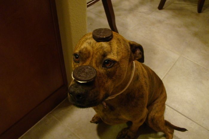 Food on My Dog (59 pics)