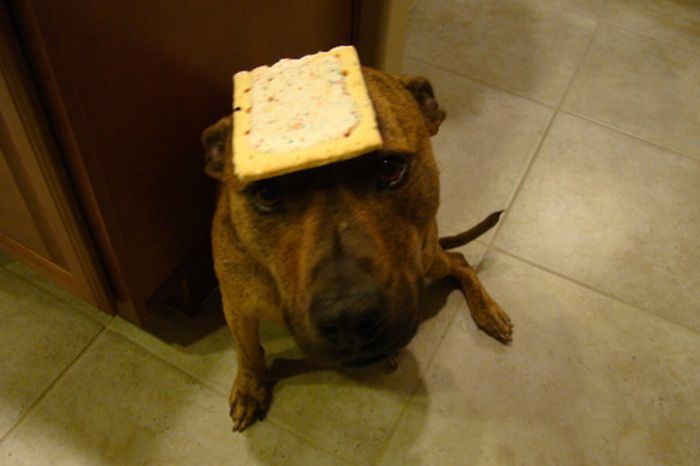 Food on My Dog (59 pics)