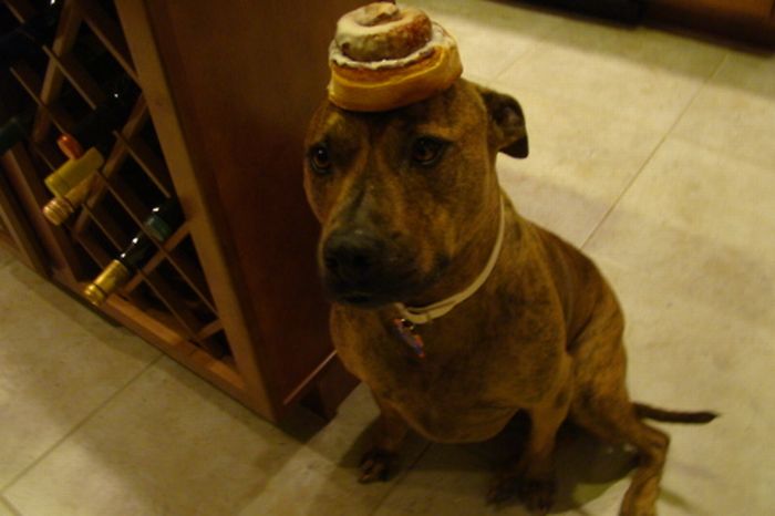 Food on My Dog (59 pics)