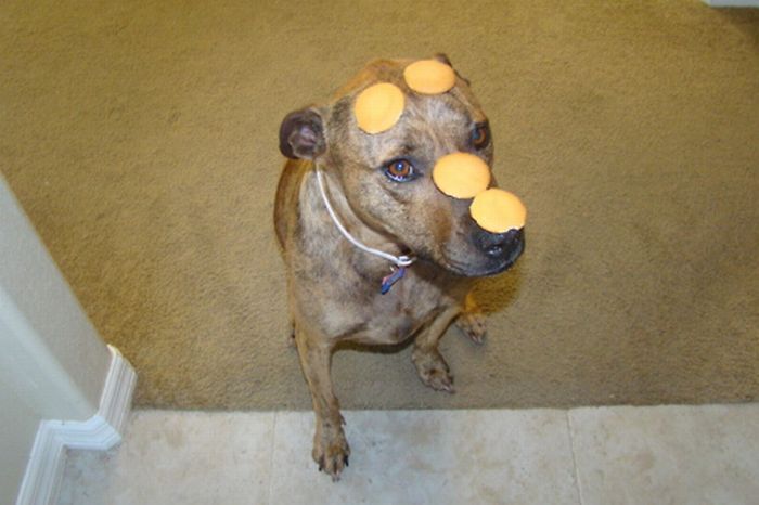 Food on My Dog (59 pics)