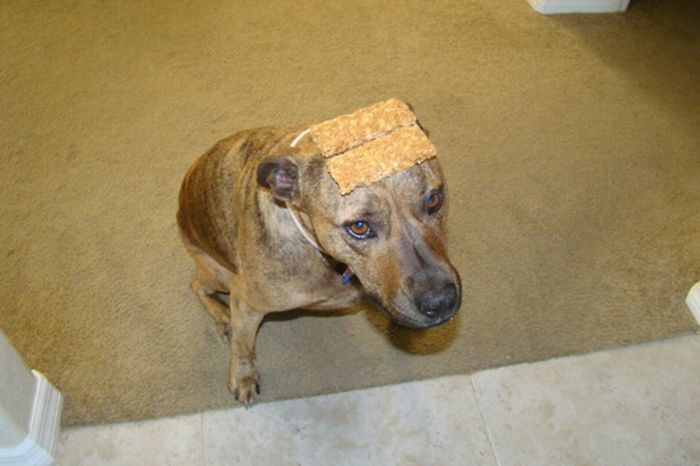 Food on My Dog (59 pics)